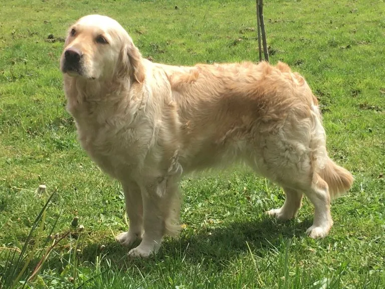 majestic golden retriever