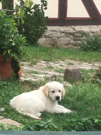 Golden retriever welp resting in a garden