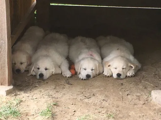 cuddling and sleeping golden retriever welps