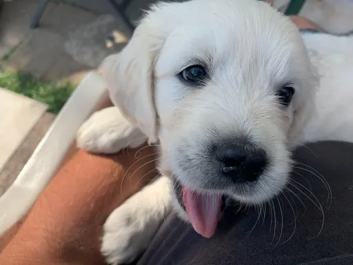 happy golden retriever welp