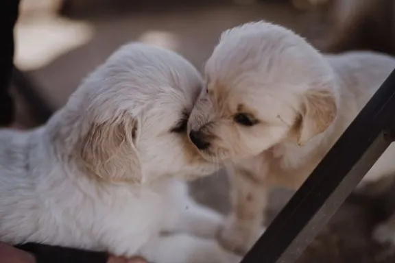 Golden Retriever Welps