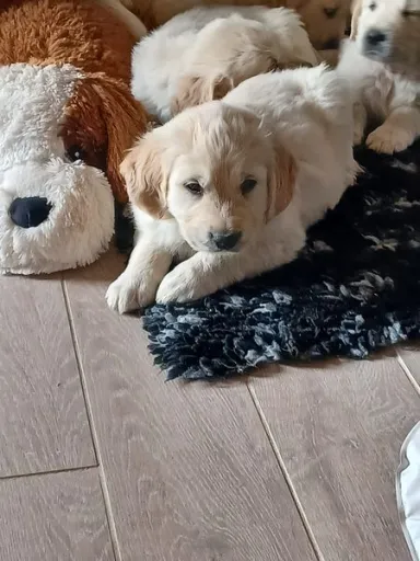 cute resting golden retriever welps